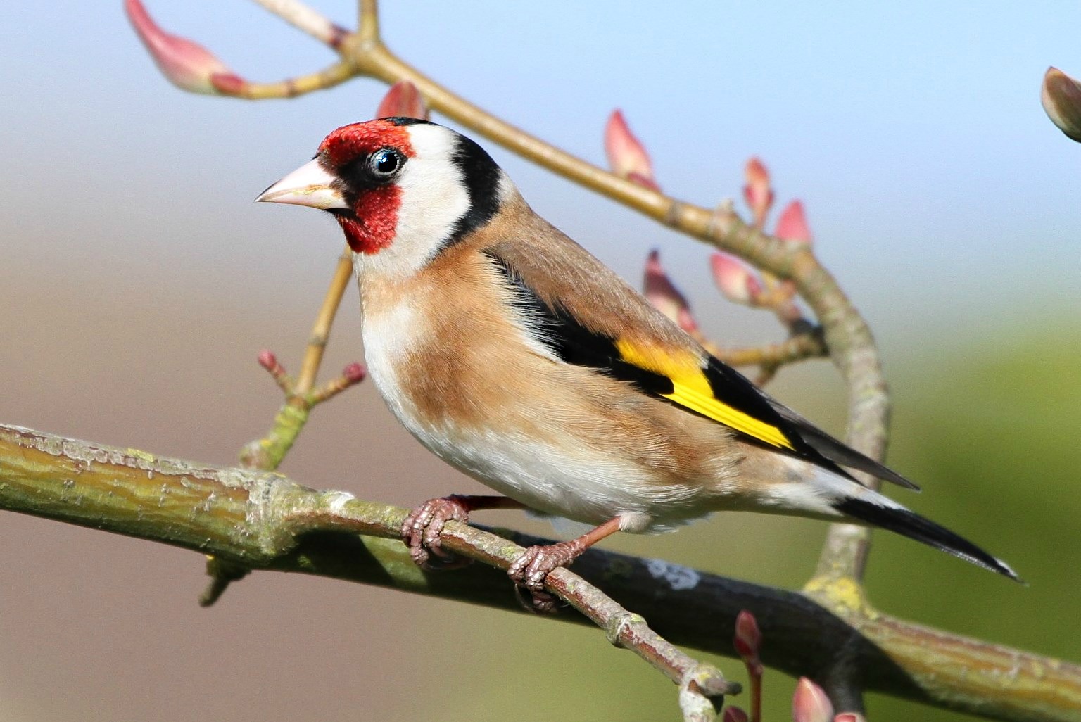 Goldfinch by Mark Bicknell - BirdGuides