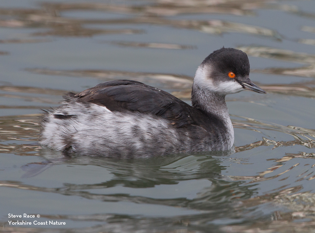 red necked grebe winter