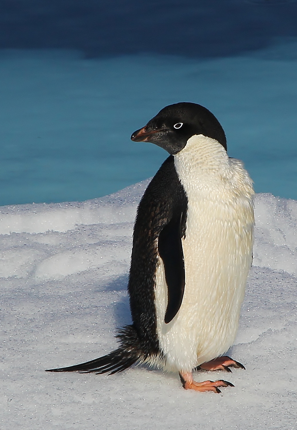 Антарктический Пингвин Адели