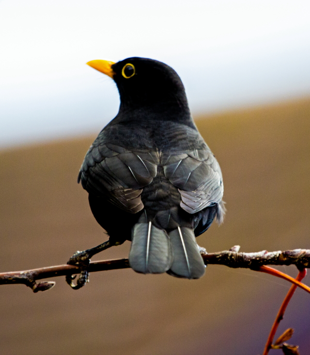 Blackbird in the Reeds by Sam Burns