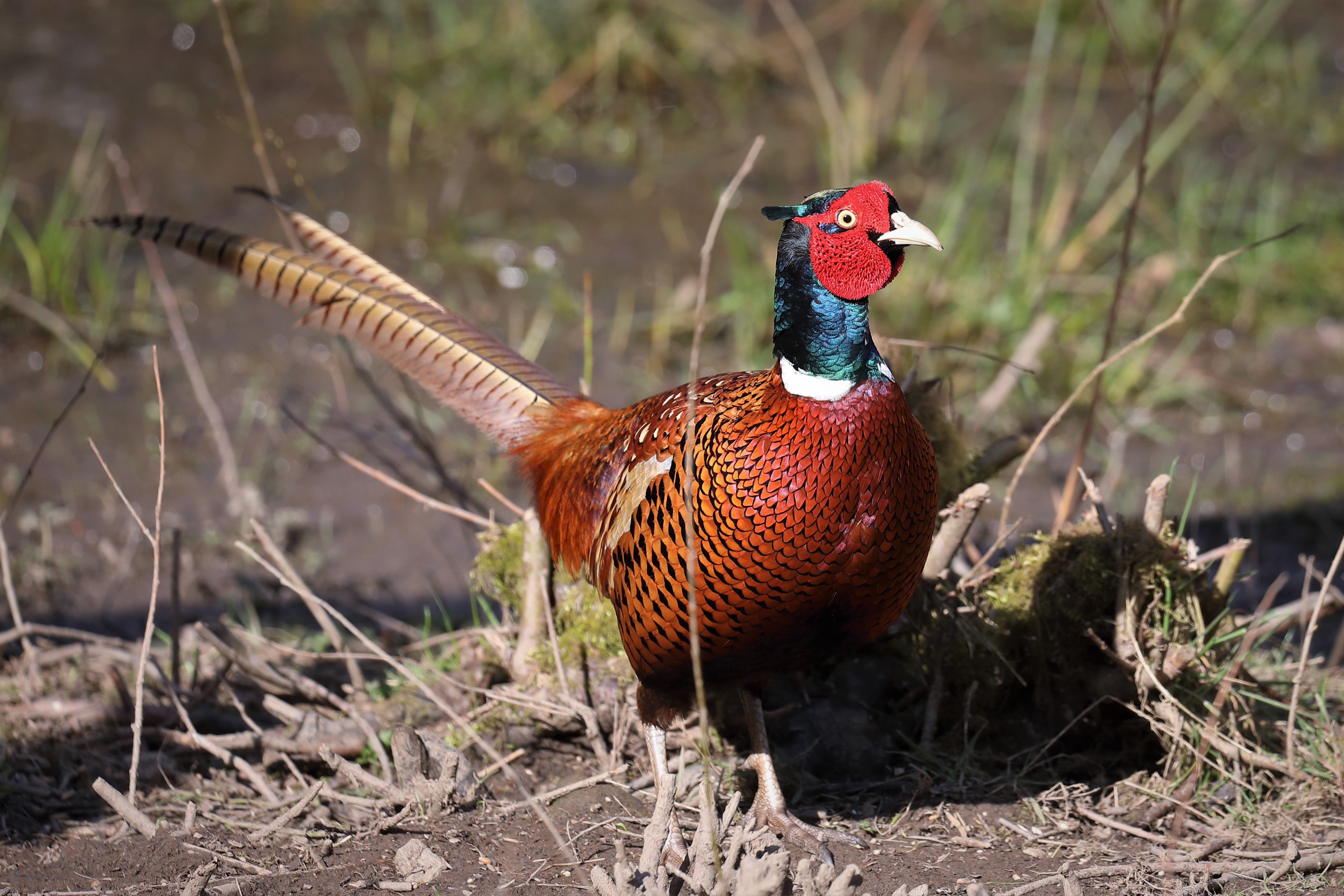 Common Pheasant by Peter Miles - BirdGuides