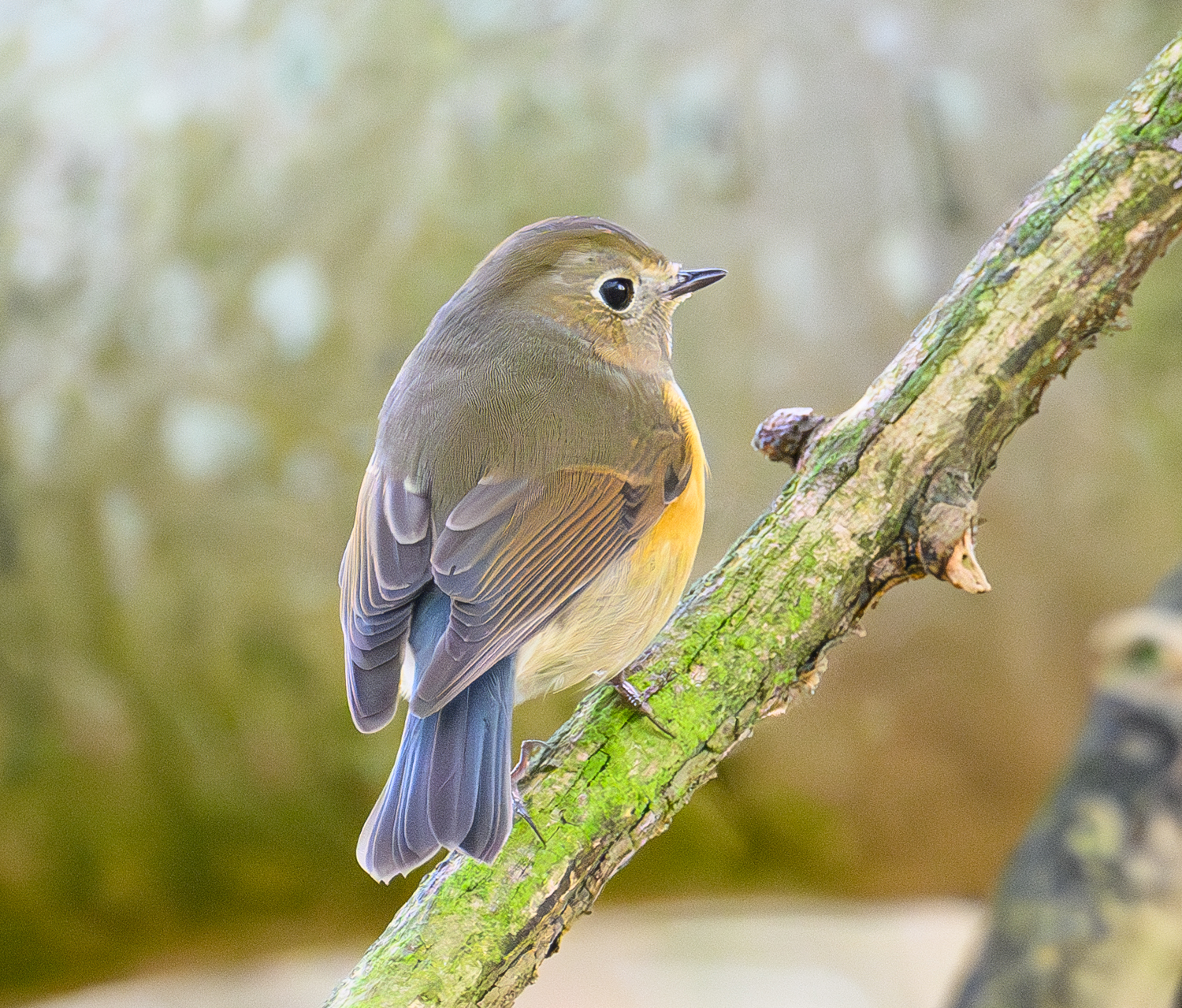 Red-flanked Bluetail (Tarsiger cyanurus) - North American Birds